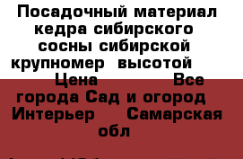 Посадочный материал кедра сибирского (сосны сибирской) крупномер, высотой 3-3.5  › Цена ­ 19 800 - Все города Сад и огород » Интерьер   . Самарская обл.